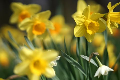 Bruno Neurath Wilson G Ih Dnzcfqyw Unsplash